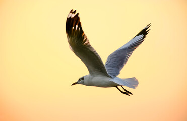 seagull in flight