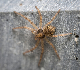 Here are quite a few examples of the photos i have taken of insects and amphibians while trying out macro photograph. 
