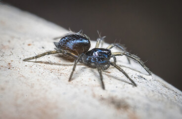 Here are quite a few examples of the photos i have taken of insects and amphibians while trying out macro photograph. 