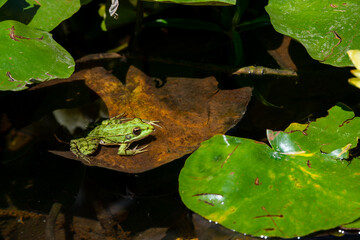 Green frog sitting on a lilly pads.