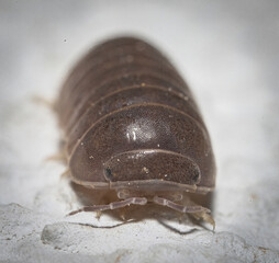 Here are quite a few examples of the photos i have taken of insects and amphibians while trying out macro photograph. 