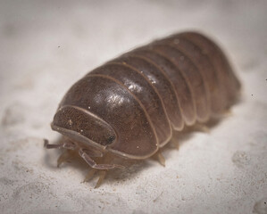 Here are quite a few examples of the photos i have taken of insects and amphibians while trying out macro photograph. 