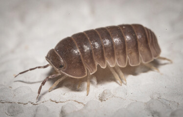 Here are quite a few examples of the photos i have taken of insects and amphibians while trying out macro photograph. 