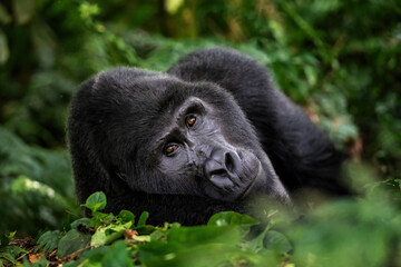 A large silverback mountain gorilla, gorilla beringei beringei, lies in the undergrowth of the Bwindi Impenetrable forest, Uganda.