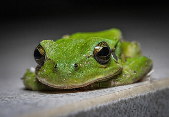 Here are quite a few examples of the photos i have taken of insects and amphibians while trying out macro photograph. 