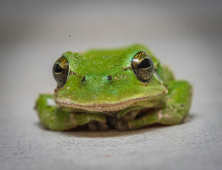 Here are quite a few examples of the photos i have taken of insects and amphibians while trying out macro photograph. 