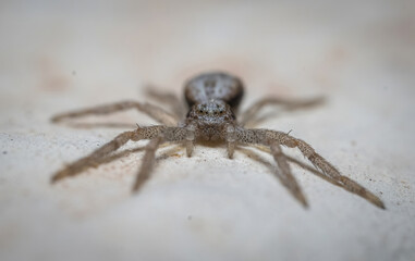 Here are quite a few examples of the photos i have taken of insects and amphibians while trying out macro photograph. 