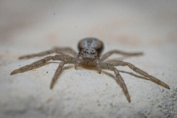 Here are quite a few examples of the photos i have taken of insects and amphibians while trying out macro photograph. 