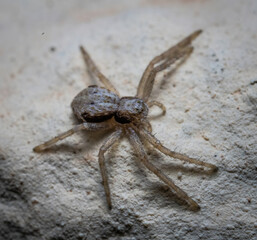 Here are quite a few examples of the photos i have taken of insects and amphibians while trying out macro photograph. 