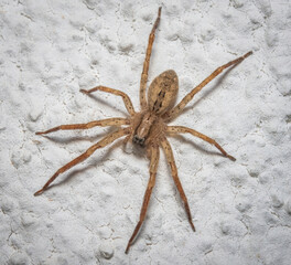 Here are quite a few examples of the photos i have taken of insects and amphibians while trying out macro photograph. 