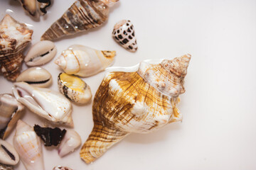 Beautiful different seashells on white sand background top view. Mollusks, shells collection isolated on sea coast, by the ocean. Marine theme. Summer vacations on the beach by the water. Brown shell.