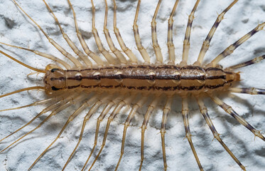 Over the last few months I have been trying out macro photography in which my lens has to be no further than 10 cm away from my subject.