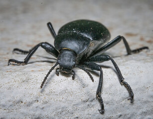 Over the last few months I have been trying out macro photography in which my lens has to be no further than 10 cm away from my subject.