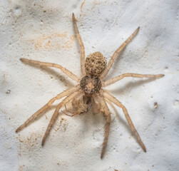 Over the last few months I have been trying out macro photography in which my lens has to be no further than 10 cm away from my subject.