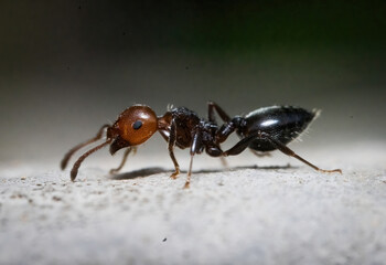 Over the last few months I have been trying out macro photography in which my lens has to be no further than 10 cm away from my subject.
