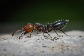 Over the last few months I have been trying out macro photography in which my lens has to be no further than 10 cm away from my subject.