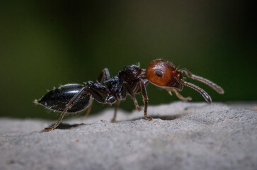 Over the last few months I have been trying out macro photography in which my lens has to be no further than 10 cm away from my subject.