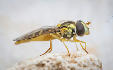 Over the last few months I have been trying out macro photography in which my lens has to be no further than 10 cm away from my subject.