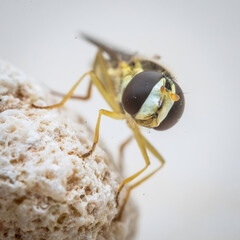 Over the last few months I have been trying out macro photography in which my lens has to be no further than 10 cm away from my subject.