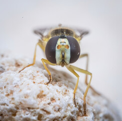 Over the last few months I have been trying out macro photography in which my lens has to be no further than 10 cm away from my subject.