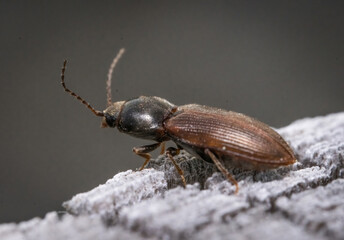 Over the last few months I have been trying out macro photography in which my lens has to be no further than 10 cm away from my subject.