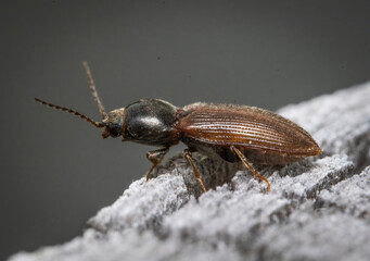 Over the last few months I have been trying out macro photography in which my lens has to be no further than 10 cm away from my subject.