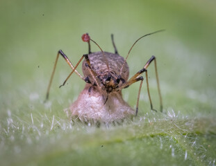 Over the last few months I have been trying out macro photography in which my lens has to be no further than 10 cm away from my subject.