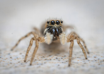 Over the last few months I have been trying out macro photography in which my lens has to be no further than 10 cm away from my subject.