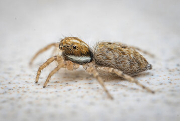 Over the last few months I have been trying out macro photography in which my lens has to be no further than 10 cm away from my subject.