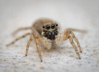Over the last few months I have been trying out macro photography in which my lens has to be no further than 10 cm away from my subject.