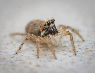 Over the last few months I have been trying out macro photography in which my lens has to be no further than 10 cm away from my subject.