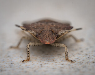 Over the last few months I have been trying out macro photography in which my lens has to be no further than 10 cm away from my subject.
