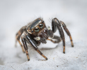 Over the last few months I have been trying out macro photography in which my lens has to be no further than 10 cm away from my subject.