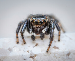 Over the last few months I have been trying out macro photography in which my lens has to be no further than 10 cm away from my subject.