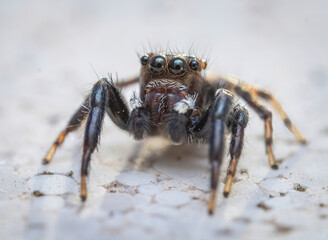 Fototapeta premium Over the last few months I have been trying out macro photography in which my lens has to be no further than 10 cm away from my subject.