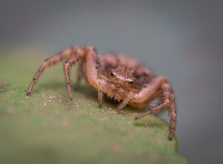 Over the last few months I have been trying out macro photography in which my lens has to be no further than 10 cm away from my subject.