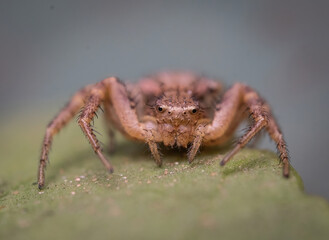 Over the last few months I have been trying out macro photography in which my lens has to be no further than 10 cm away from my subject.