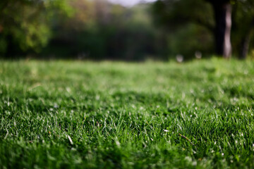 Fresh green grass in an alpine meadow in sunlight