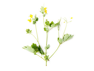 Celandine yellow flowers isolated on white background