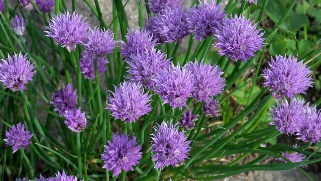 Chives or Allium Schoenoprasum in bloom with purple violet flowers and green stems. Chives is an edible herb for use in the kitchen.