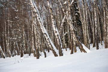 Snow-covered birch grove in winter season
