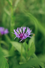 Purple flower