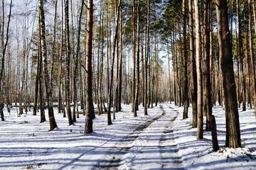 Naklejka premium Beautiful winter and snowy pine forest