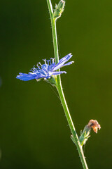 wildflowers close up in morning light