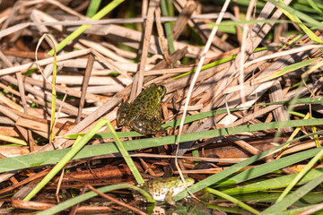 green frog on the surface of a pond