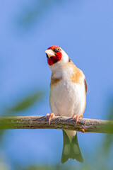 European Goldfinch perched on a tree branch