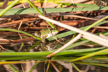 green frog on the surface of a pond