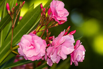 wildflowers close up in morning light