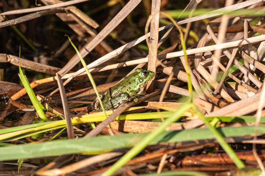 green frog on the surface of a pond
