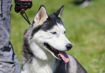 Husky dog portrait in nature.